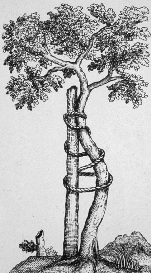 Illustration: Baum ist zur Stärkung an einen Pfahl gebunden